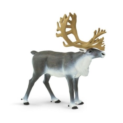 Caribou