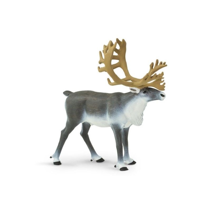 Caribou