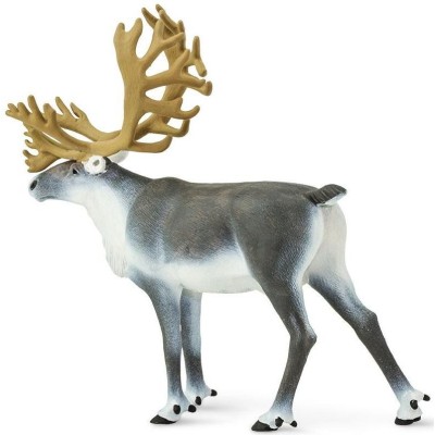 Caribou