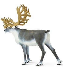 Caribou