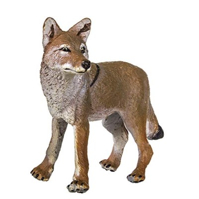 Coyote