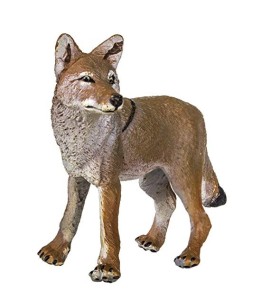 Coyote