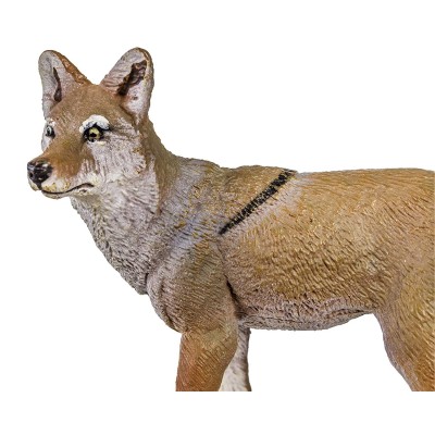 Coyote