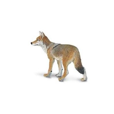 Coyote