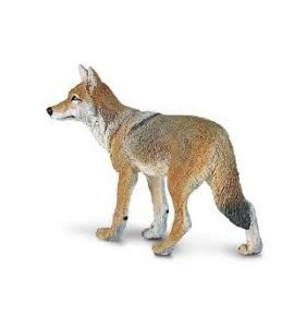 Coyote