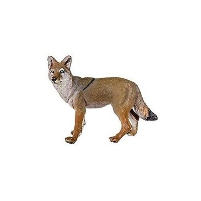 Coyote