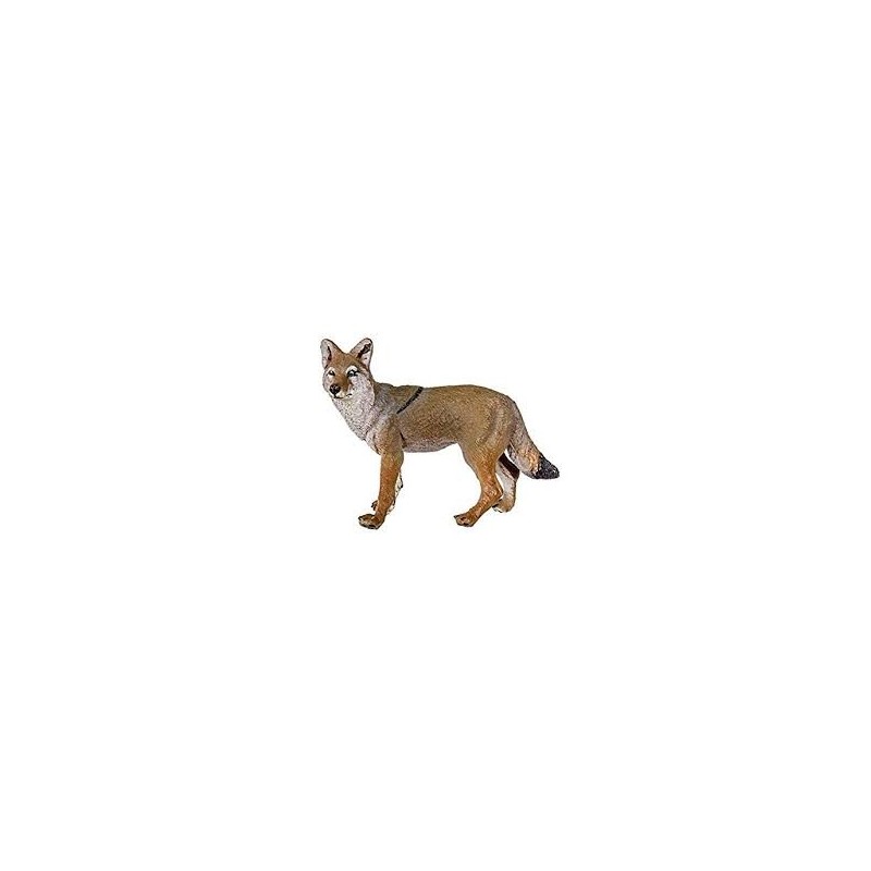 Coyote