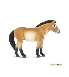 Cheval de Przewalski