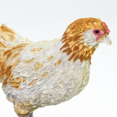 Poulet Ameraucana