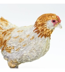 Poulet Ameraucana