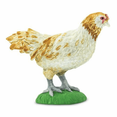 Poulet Ameraucana