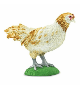 Poulet Ameraucana