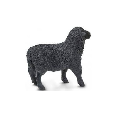 Mouton noir