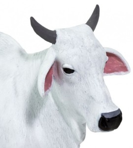 Vache Ongole