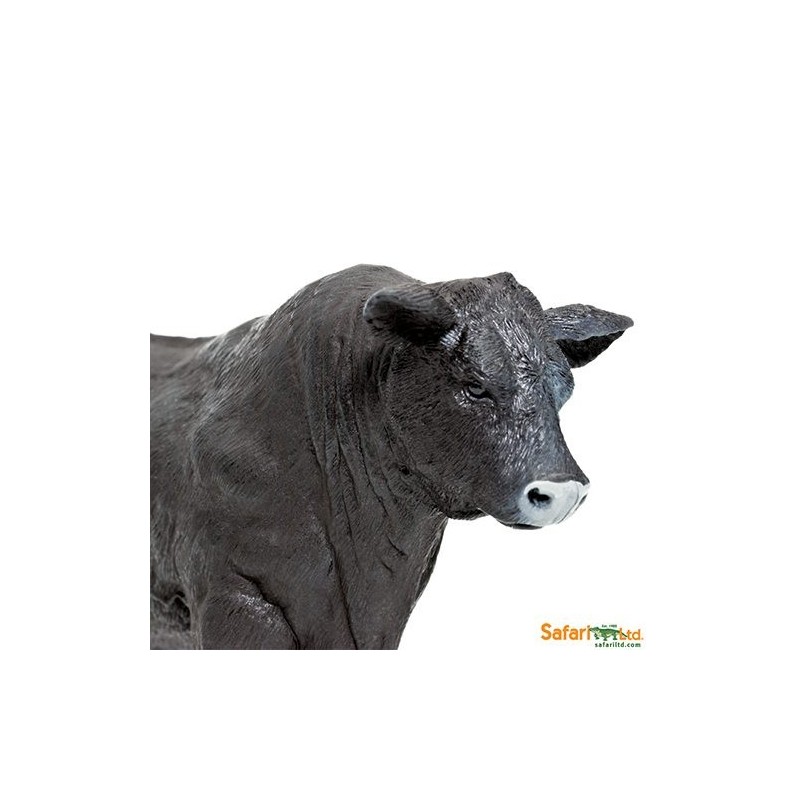 Taureau Angus
