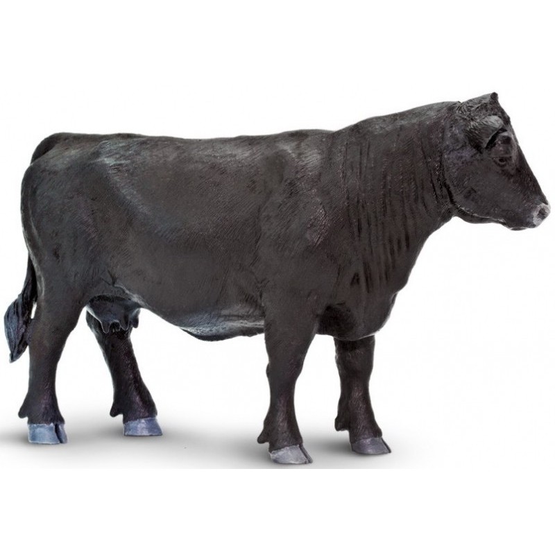 Vache Angus