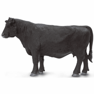 Vache Angus