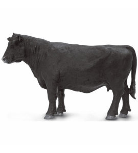 Vache Angus