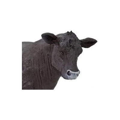 Vache Angus