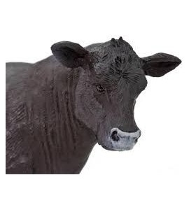 Vache Angus