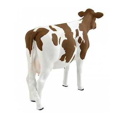 Vache de race Ayrshire