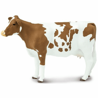Vache de race Ayrshire
