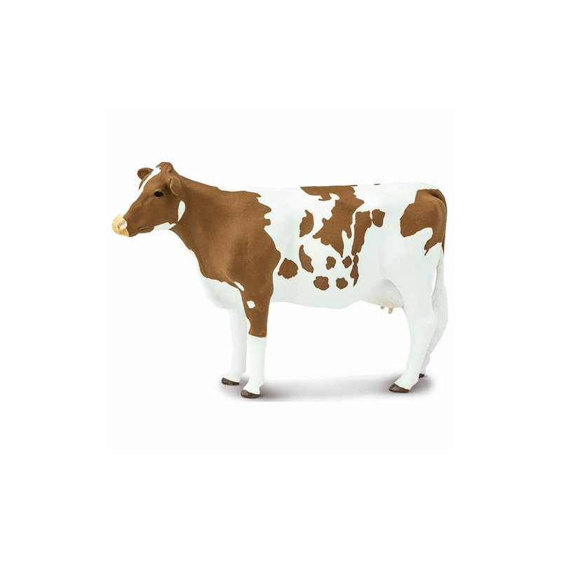 Vache de race Ayrshire