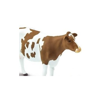 Vache de race Ayrshire