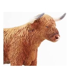 Vache Highland Cattle