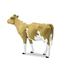 Vache de  Guernsey