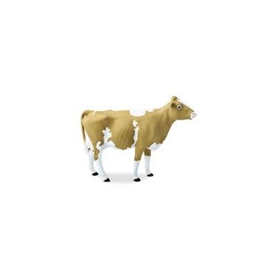 Vache de  Guernsey