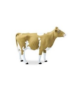 Vache de  Guernsey