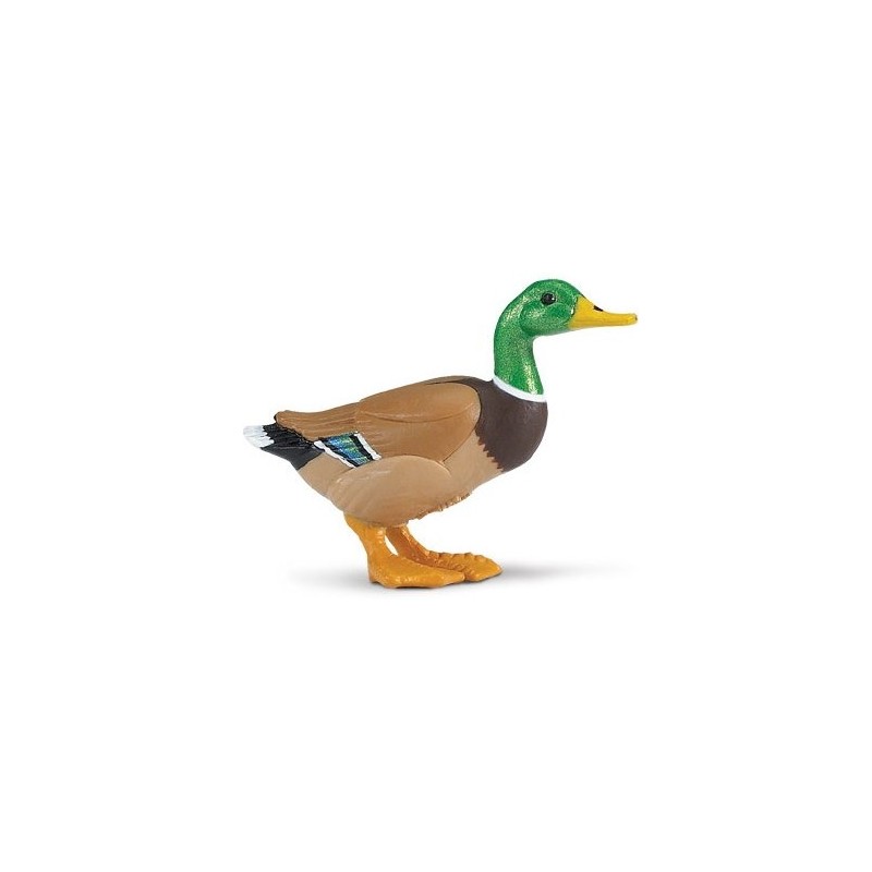 Canard