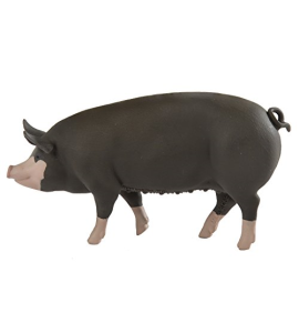 Porc Berkshire