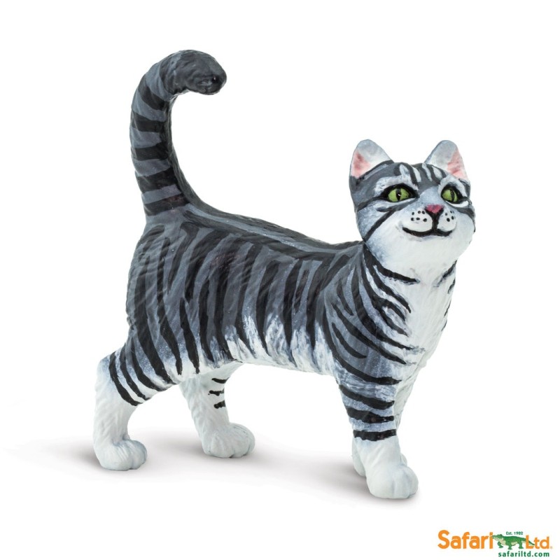 Chat tigré gris