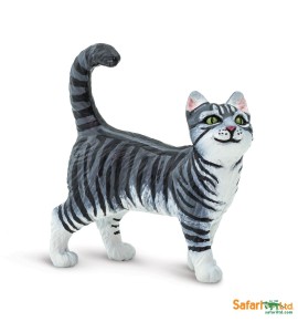 Chat tigré gris
