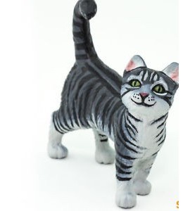 Chat tigré gris