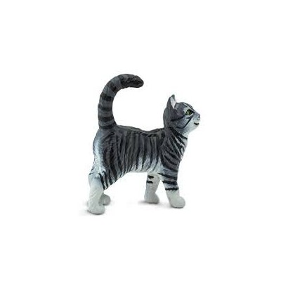 Chat tigré gris