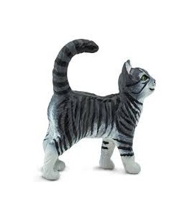 Chat tigré gris