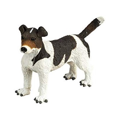 Jack Russell Terrier