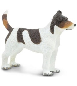 Jack Russell Terrier