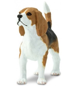 Beagle