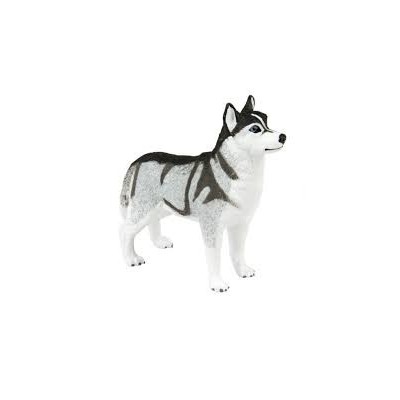 Husky Sibérien