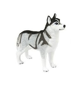 Husky Sibérien