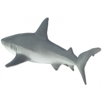 Requin gris de récif