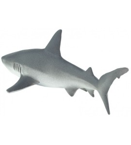 Requin gris de récif