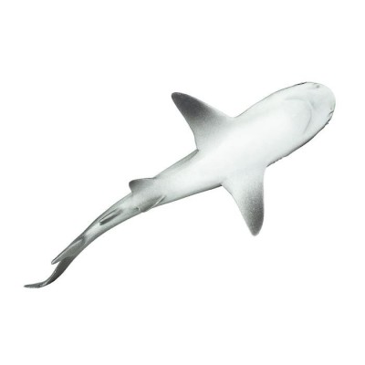 Requin gris de récif