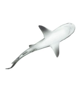 Requin gris de récif