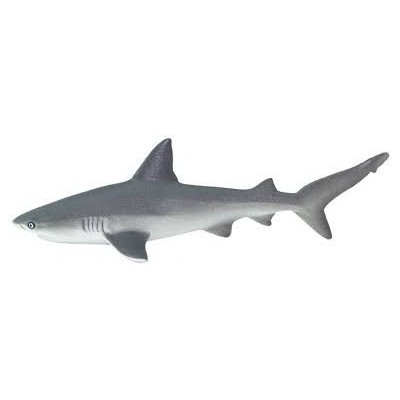 Requin gris de récif