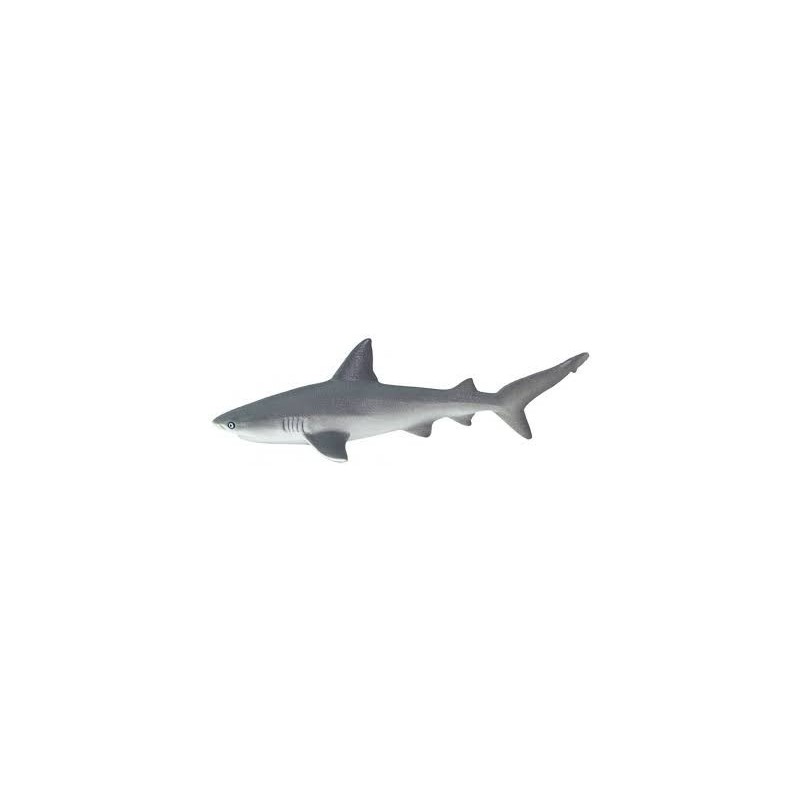 Requin gris de récif